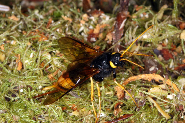 Urocerus gigas - Copyright Denis Bourgeois